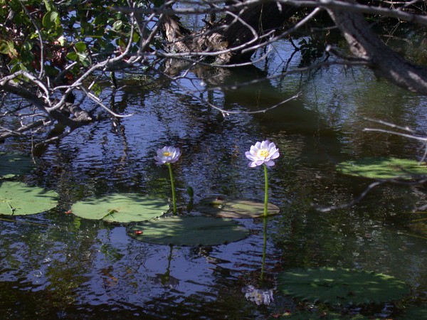 Water Lillies